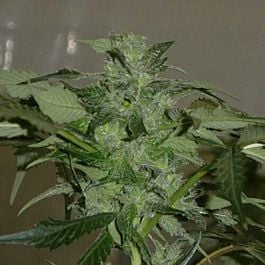 Jordan Of The Islands God's Northern Lights Feminized