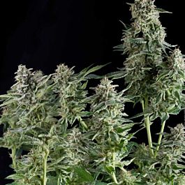 Pyramid Seeds Northern Lights Feminized