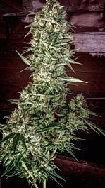 Homegrown Natural Wonders Nurse Jackie Regular Cannabis