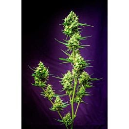 TGA SubCool Genetics Nurse Jackie Regular