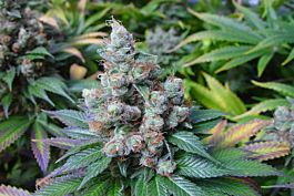 Soma Seeds NYC Diesel Regular