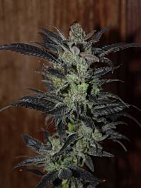 Next Generation NY Purple Diesel Feminized