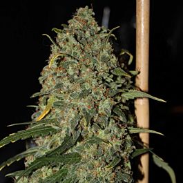 Green Label Easy Skunk Feminized