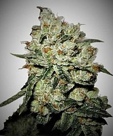 Phoenix Seeds OG Kush Feminized