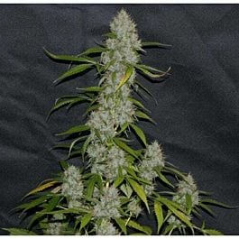 Alpine Seeds OG Kush - Lemon Larry Regular