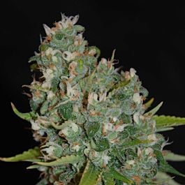 G13 Labs OG13 Feminized