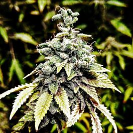 Holy Smoke Seeds OG Dawg Stomper Regular
