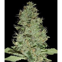 DNA Genetics Limited Collection OG Grape Krypt Regular
