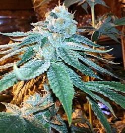 Apothecary Genetics OG Kush Regular