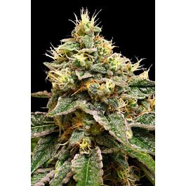 DNA Genetics OG LA Affie Feminized