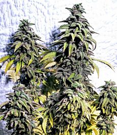 Holy Smoke Seeds OG Upsetter Regular