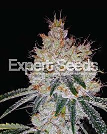Expert Seeds OGesus Auto Feminized