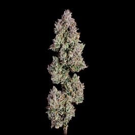 Oh My Thai Autoflower - Happy Valley Genetics