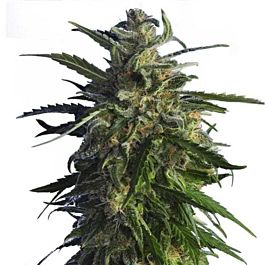 Hero Seeds Old Early Skunk Feminised