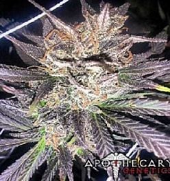 Apothecary Genetics Old School Jams Regular