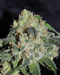 Karma Genetics Old Grandpa Scratch Regular