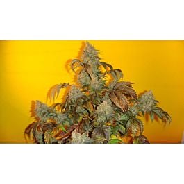 Mosca Seeds Old Time Indiana Bubble Gum Regular