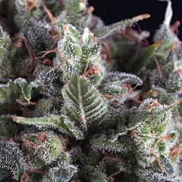 Pyramid Seeds Olympia Feminized