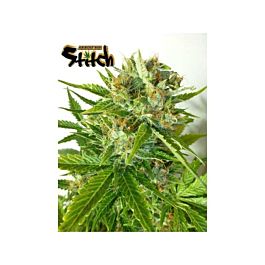 Flash Auto-Flowering Seeds Onyx Auto Feminized