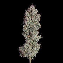 Shortcut Autoflower - Happy Valley Genetics