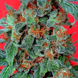 Dutch Passion Orange Bud Feminised