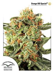 Dutch Passion Orange Hill Special Feminized