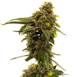 Orange Skunk Feminized Cannabis Seeds - Homegrown Cannabis Co.