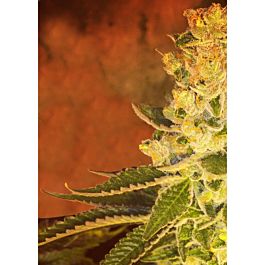 Dankonomics Genetics Orange Tooth Regular