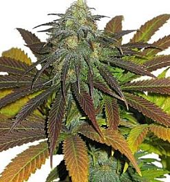 Apothecary Genetics Orange Berry Regular
