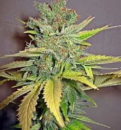 Apothecary Genetics Orange Fizz Regular