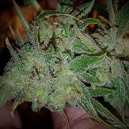 Connoisseur Genetics Seedbank Orange N Mango Feminized