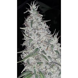 Lineage Genetics Orange Cookies Feminized