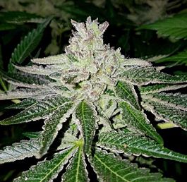 Karma Genetics Orange Headstash Feminized Cannabis