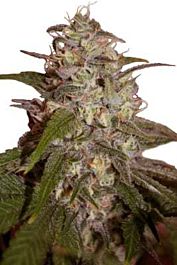 SEEDMAKERS Orange Light Feminized