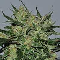 Reeferman Seeds Orange Peako Regular