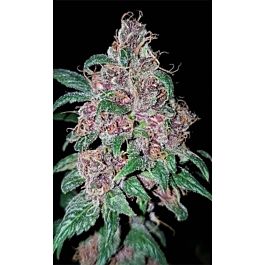 Lineage Genetics Orange Purple Berry Regular