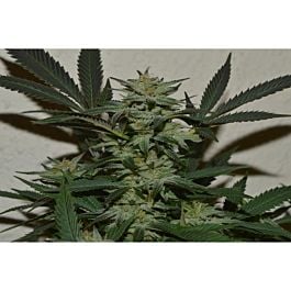 Lineage Genetics Orange, Strawberry &amp; Banana Feminized