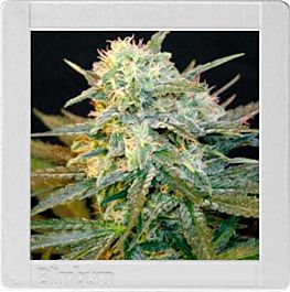 BlimBurn Seeds Mamba Negra Auto Feminized