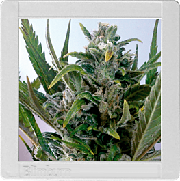 BlimBurn Seeds Tangie Auto Feminized