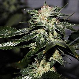Dark Horse Genetics Original Bruce Banner Regular