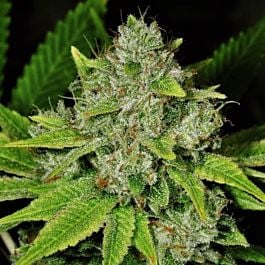Nirvana Seeds Original Glue Feminised