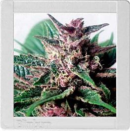 BlimBurn Seeds Grizzly Purple Auto Feminized