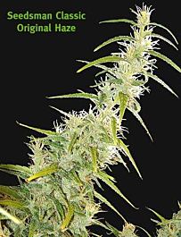 Seedsman Original Haze Regular