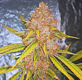 Loud Seeds Original Loud Regular