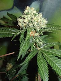 Homegrown Fantaseeds Original Misty Regular