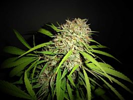 Phoenix Seeds Original Skunk Express Auto Feminized