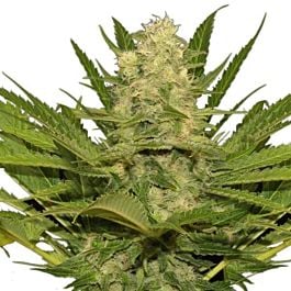 Seedsman Original Skunk #1 Feminised