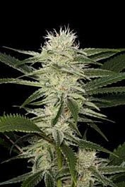 Dinafem Original Amnesia Feminised