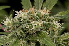 Dinafem Original Strawberry Cough Feminised