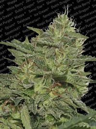 Paradise Seeds Original Cheese (IBL) Feminised